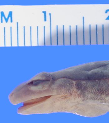 Media type: image; Herpetology A-4892
